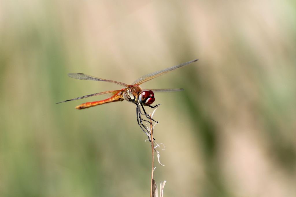 Sympetrum fonscolombii